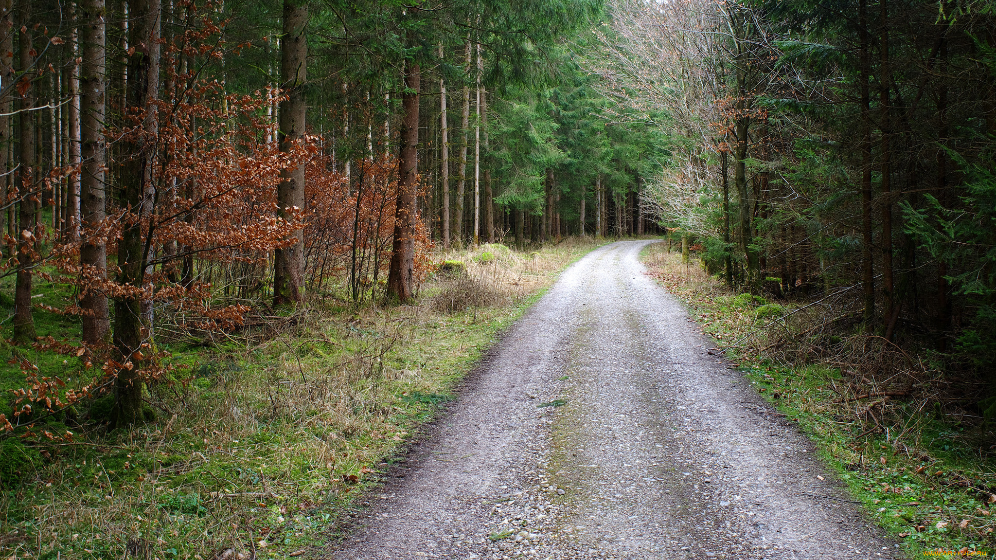 Бредешь в лесу. Дорога в лесу, 1873. Лесная дорога. Лесные дороги. Лес у дороги.